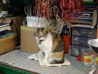 chinese cat