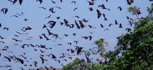 Flying foxes