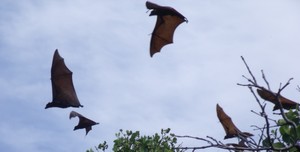 Flying foxes