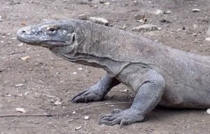 The famous Komodo dragon