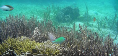 Snorkelling