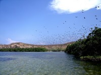 Flying Foxes