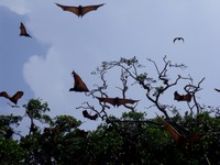 Flying Foxes