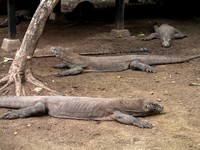 Komodo dragon