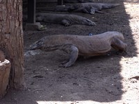 Komodo dragon