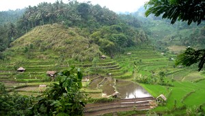 Rice terrasses