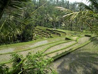 Rice terrasse