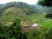 Rice terrasse