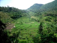 Rice terrasse