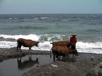 Amed