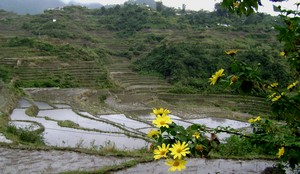 Maligcong rice terraces