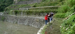 Crossing the rice terraces