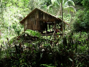 A native house in the Jungle