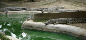 The crocodile farm