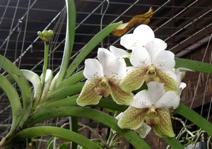 The famous waling waling orchid