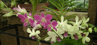 Marvelous orchids from Davao