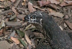 a monitor lizard