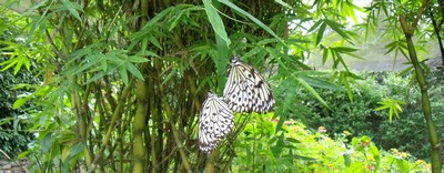 Butterfly farm