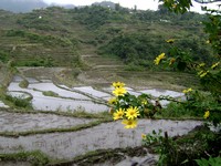 Maligcong rice terraces