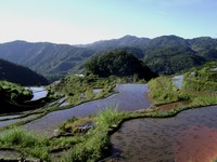 Maligcong rice terraces