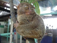 The tarsier