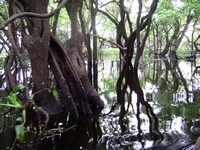 The Agusan Marsh