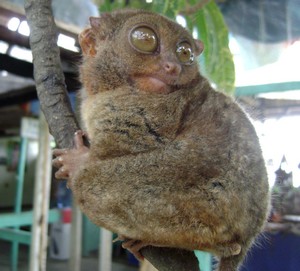 The famous tarsier