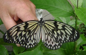 At the Butterfly house