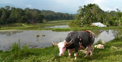 One albinos buffalo