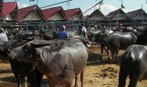 The cattle market