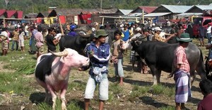 The cattle market