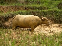 Water buffalo