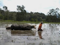 Working in the rice terrace