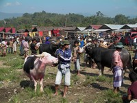 Buffalo market