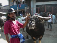 Buffalo market