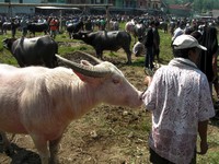 Buffalo market